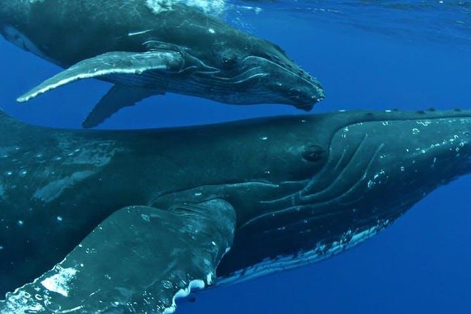 Whale Watch Excursion From the Big Island - Cancellation Policy