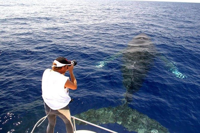 Whale Watch Excursion From the Big Island - Copyright and Company Information