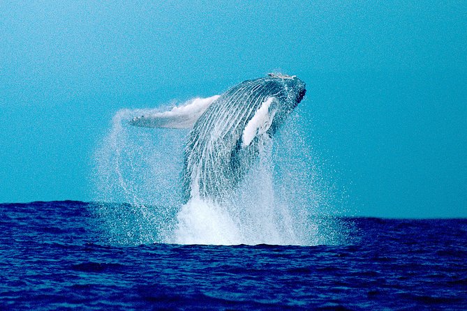 Whale Watch Excursion From the Big Island - Common Questions
