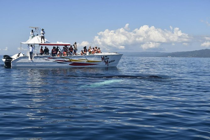 Whale Watch Tour From Santo Domingo With Bacardi Island and Lunch Included - Inclusions