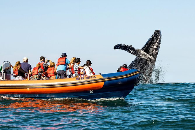 Whale Watching - Best Time to Go