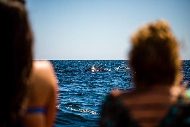 Whale Watching - Common Questions