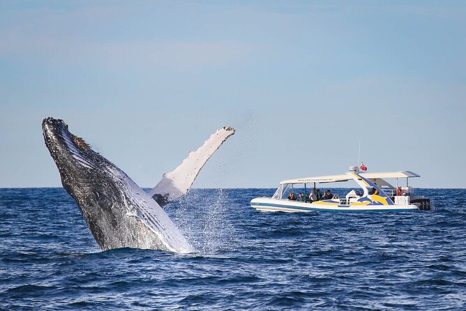 Whale Watching 2 Hour Adventure Cruise - Pricing and Booking Information