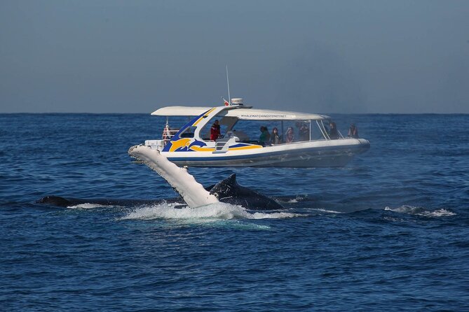 Whale Watching 2 Hour Adventure Cruise - What to Expect During the Cruise