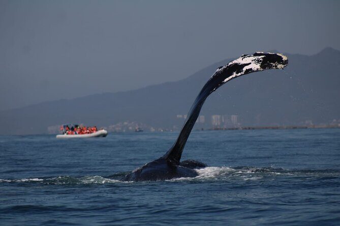Whale watching 3 hours in Puerto Vallarta - Who Will Love This Tour?