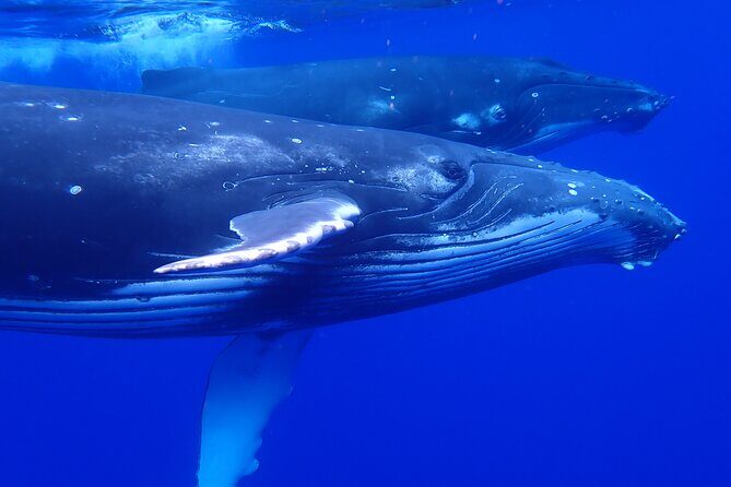 Whale watching 6 people half day - Why This Tour Stands Out