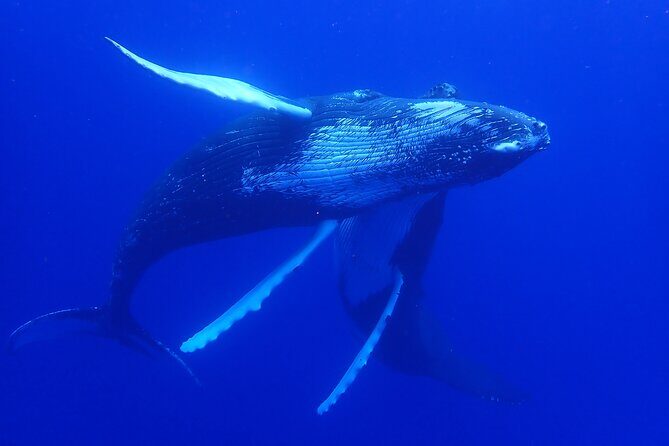 Whale watching 6 people half day - Who Is This Tour Best For?