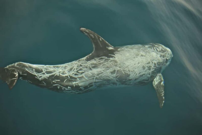 Whale watching - Why Choose This Whale Watching Tour in Fuerteventura?