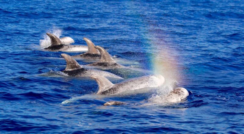 Whale watching - What to Expect During the Tour