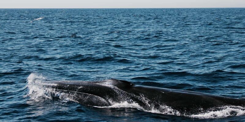 Whale watching - Pricing and Value