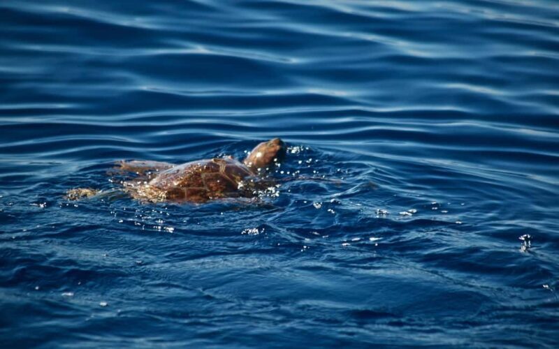 Whale watching - Reviewing the Real Experiences