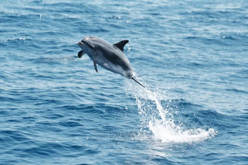 Whale watching - Practical Tips for Your Trip