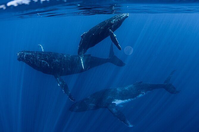 Whale Watching Activity - Whale Watching Activity Review: Tahiti’s Underwater Spectacle