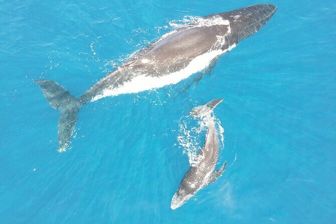 Whale Watching Activity - Good To Know