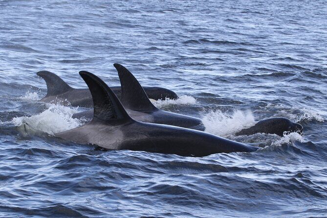 Whale Watching Adventure from Vancouver BC - An Immersive Look at the Vancouver Whale Watching Tour
