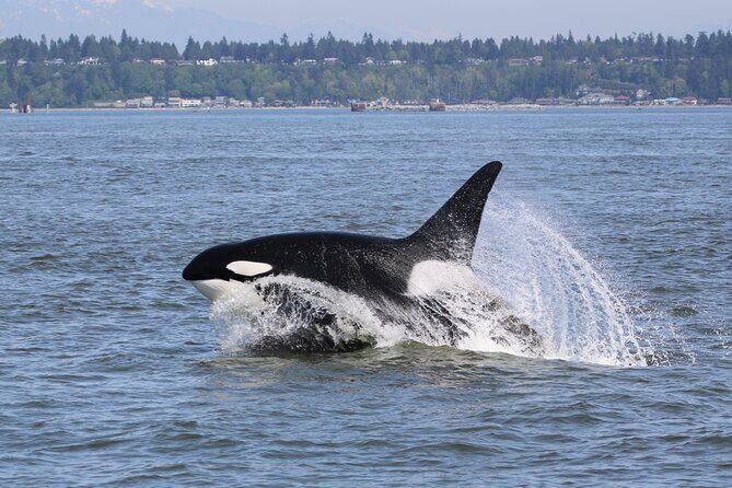 Whale Watching Adventure from Vancouver BC - FAQs about the Vancouver Whale Watching Tour
