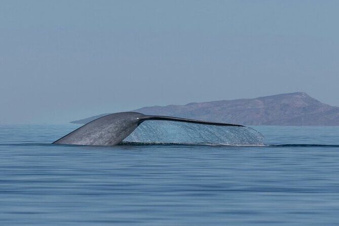 Whale Watching Adventure in Loretos Sea of Cortez - Introduction