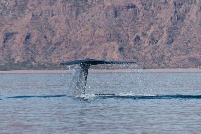 Whale Watching Adventure in Loretos Sea of Cortez - Good To Know