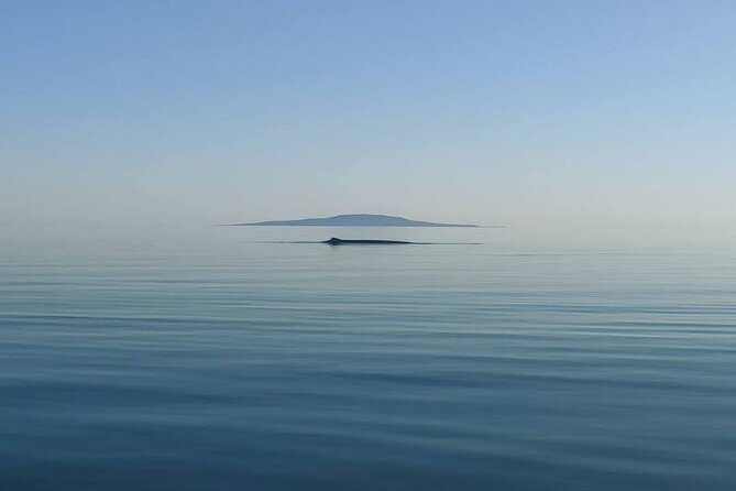 Whale Watching Adventure in Loretos Sea of Cortez - Practical Details: Why They Matter