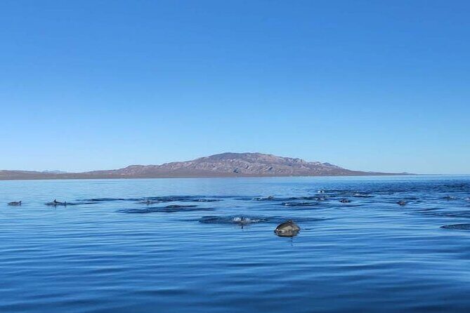 Whale Watching Adventure in Loretos Sea of Cortez - Who Will Love This Tour?