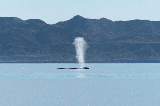 Whale Watching Adventure in Loretos Sea of Cortez - Final Thoughts