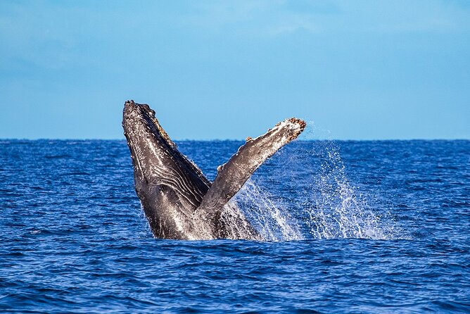 Whale Watching Adventure In Puerto Vallarta - End Point
