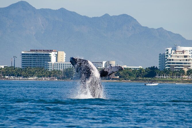 Whale Watching Adventure In Puerto Vallarta - Cancellation Policy