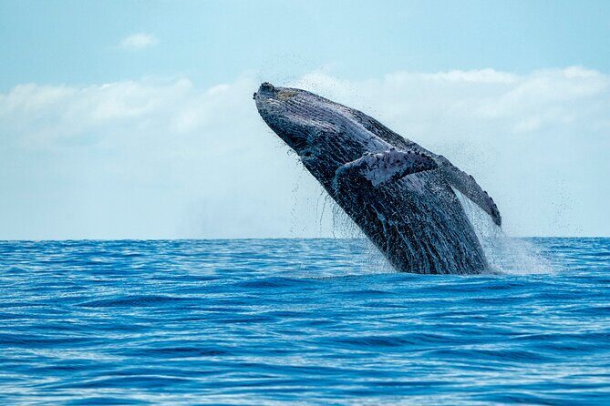 Whale Watching Adventure -Speed Boat & Small Group - Discover the Whale Watching Adventure with Speed and Style