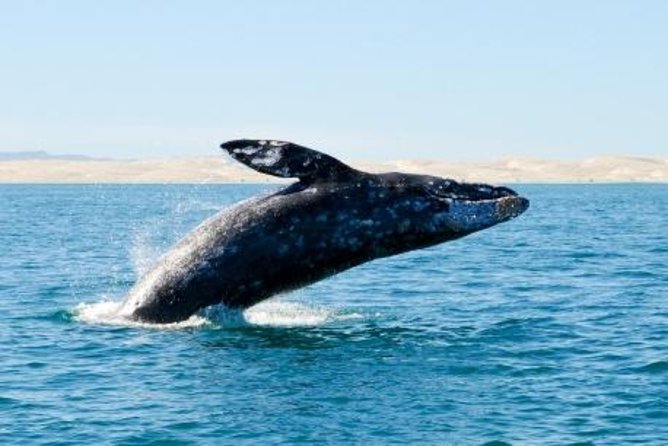 Whale Watching Adventure With Pick up From Los Cabos Hotels - Transportation Included