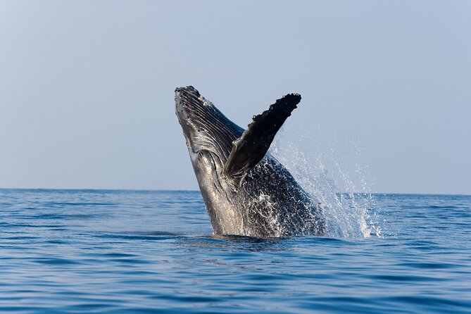 Whale Watching Adventure With Pick up From Los Cabos Hotels - Pick up Details
