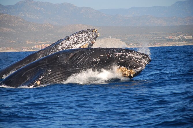 Whale Watching Adventure With Pick up From Los Cabos Hotels - Customer Feedback