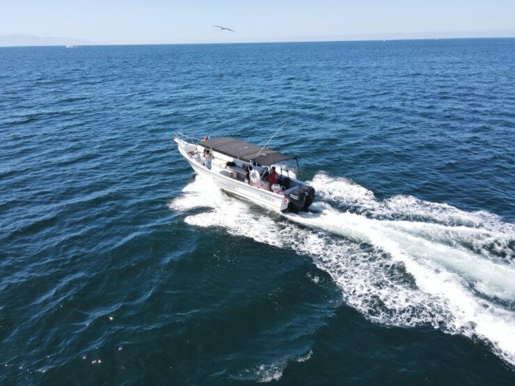 Whale Watching Adventures: Get Up Close and Personal - Booking and Logistics