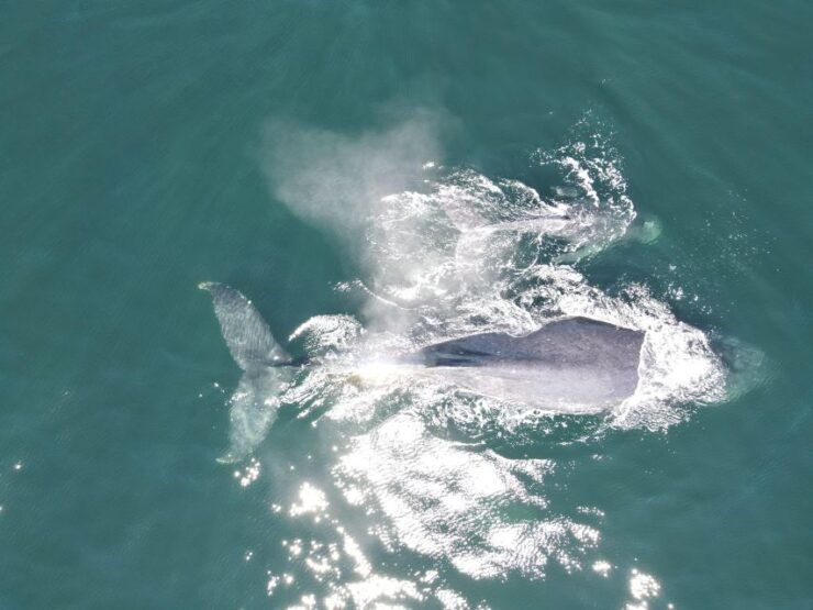 Whale Watching Adventures: Get Up Close and Personal - Experience and Highlights