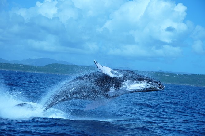 Whale Watching and Bacardi Island Day Trip From Punta Cana - Tour Highlights
