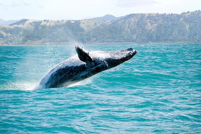 Whale Watching and Bacardi Island Day Trip From Punta Cana - Itinerary Details