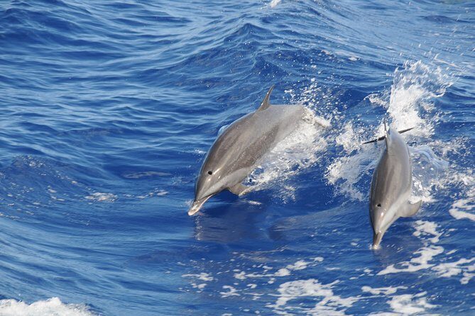 Whale Watching and Dolphin Spotting Cruise - An Honest Look at the Whale Watching and Dolphin Spotting Experience