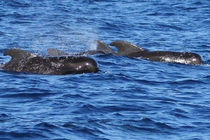 Whale Watching and Dolphin Spotting Cruise - Frequently Asked Questions