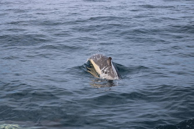 Whale Watching and Jeep Tour - Guaranteed Lowest Price