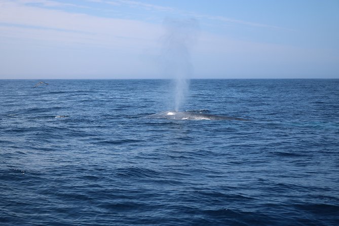 Whale Watching and Jeep Tour - Directions and Itinerary