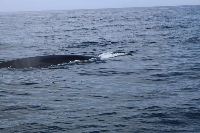 Whale Watching and Jeep Tour - Common Questions