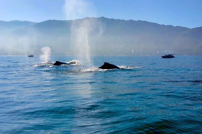 Whale Watching and Los Arcos 5 Islands Adventure - FAQs
