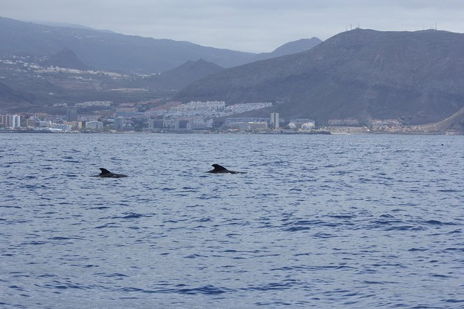 Whale Watching and Marine Science Tour - Location and Topography
