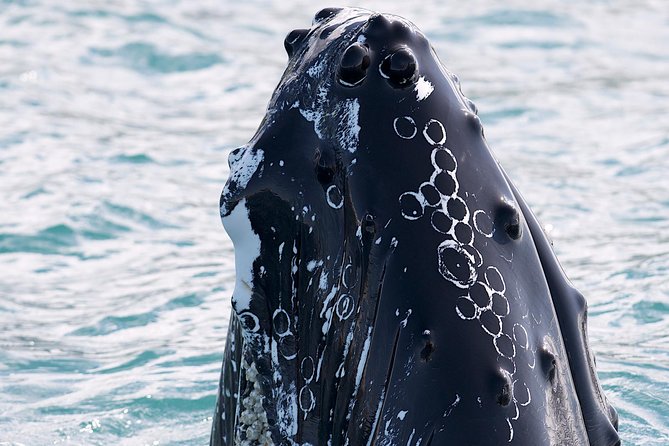 Whale Watching and Sea Angling Tour - Tour Overview
