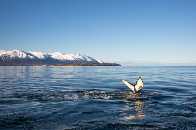 Whale Watching and Sea Angling Tour - Inclusions and Equipment
