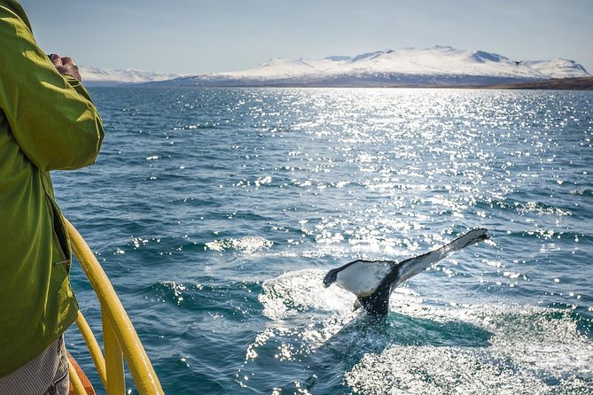 Whale Watching and Sea Angling Tour - Meeting and Pickup Information