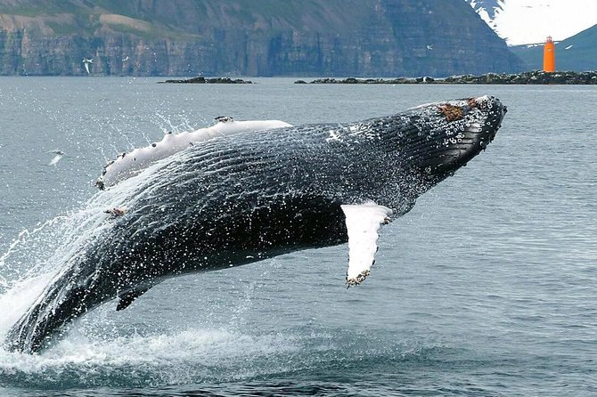 Whale Watching and Sea Angling Tour - Cancellation Policy and Pricing
