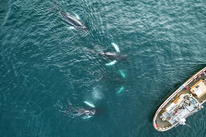 Whale Watching and Sea Angling Tour - Directions