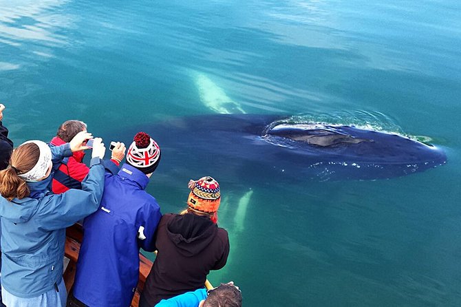 Whale Watching and Sea Angling Tour - The Sum Up