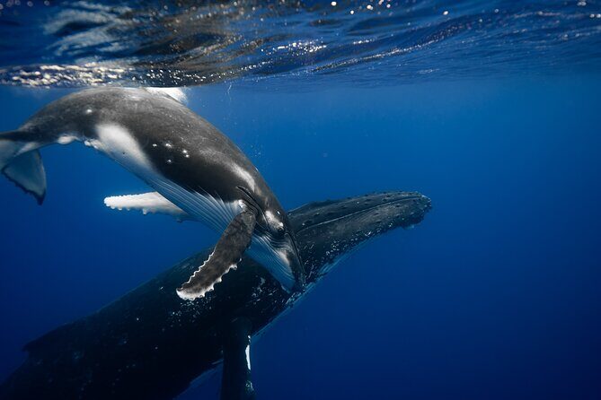 Whale watching and snorkelling in Moorea - Good To Know