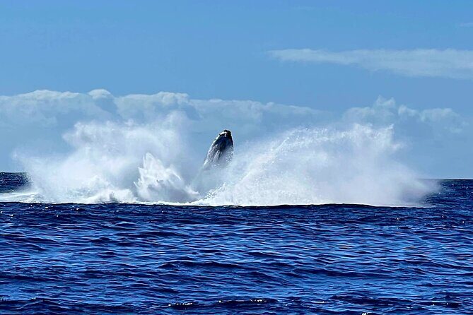 Whale watching and snorkelling in Moorea - What to Expect on the Moorea Whale Watching and Snorkeling Tour